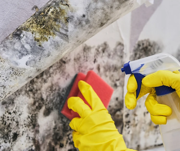 Anti-mold agent sprayed on mold